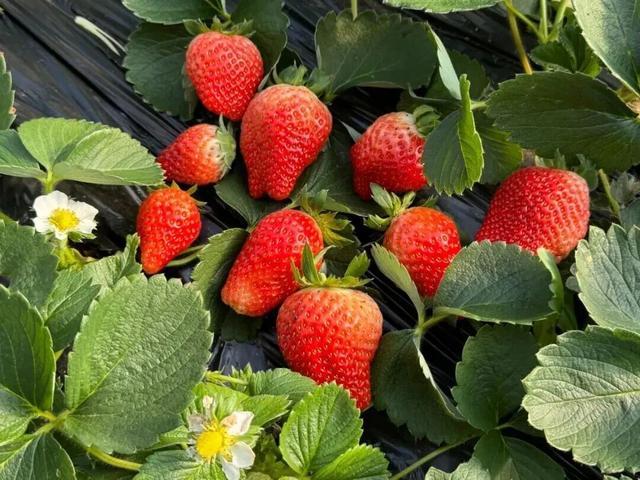 许昌周末漫游 | 把秋天装进篮子里：这份秋季采摘全攻略请收好！