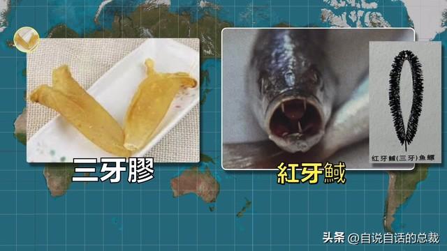 十多年老花胶多少钱 2026年十几年的花胶