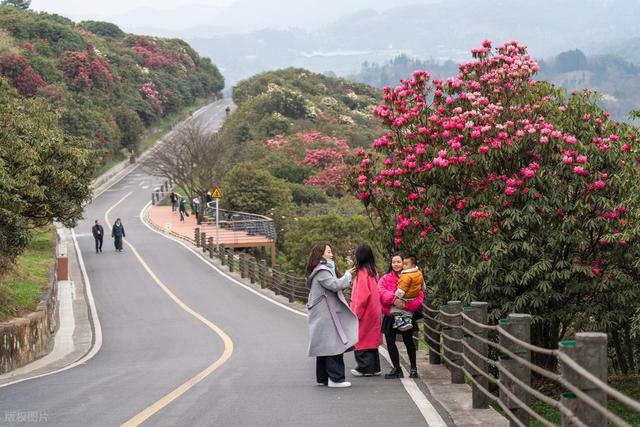 被严重低估的贵州毕节：这100多平方公里的杜鹃，不看真的会后悔
