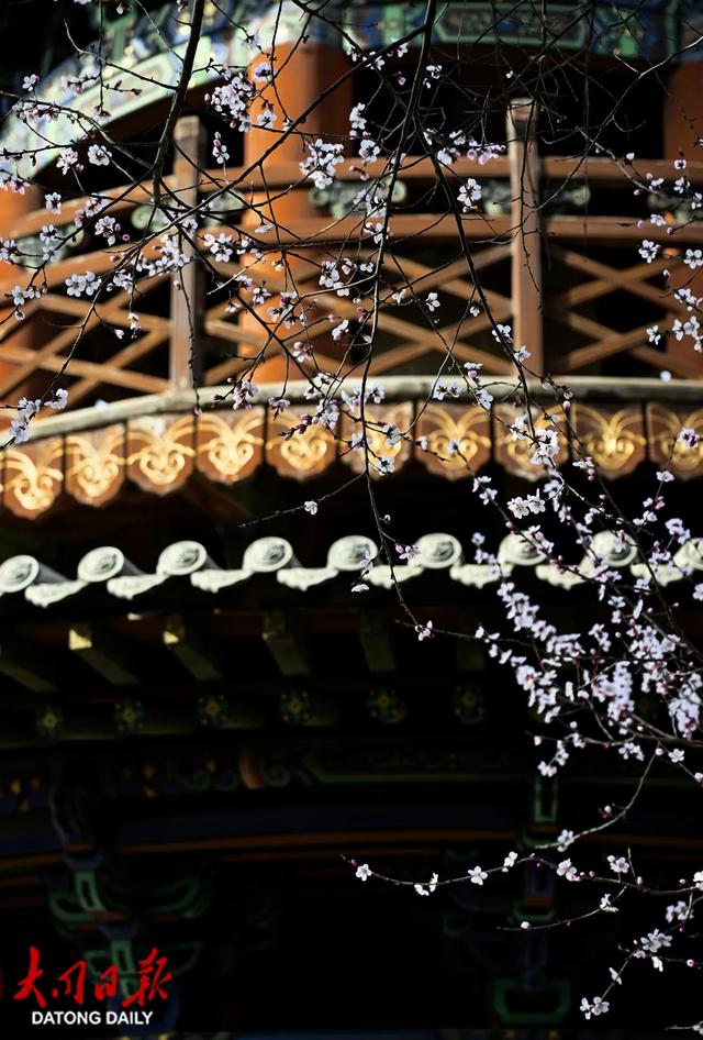 一夜春风花满城，大同古城被装点成浪漫的春日画卷~