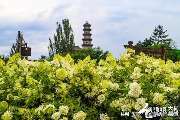 大同古城南城墙绣球花绽放 吸引众多游客市民