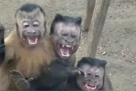 第一次在猴子身上看到了猥琐,像极男人看到女人的样子,评论笑麻了图片