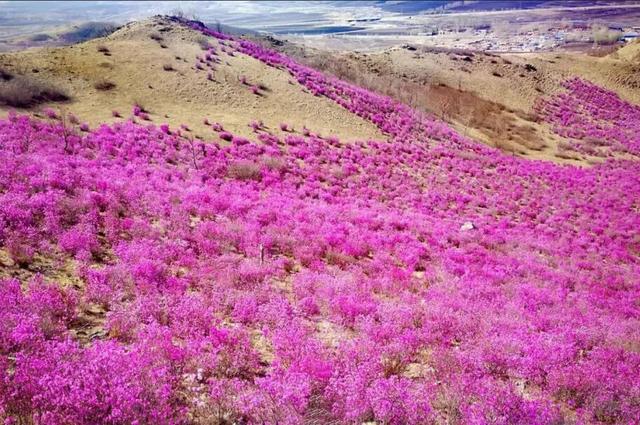 还没结束的花事，槽点太多了！