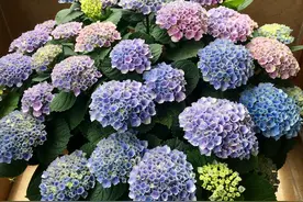 绣球花界的“王者”，颜值超高，耐热耐晒，植株小，特别适合阳台图片