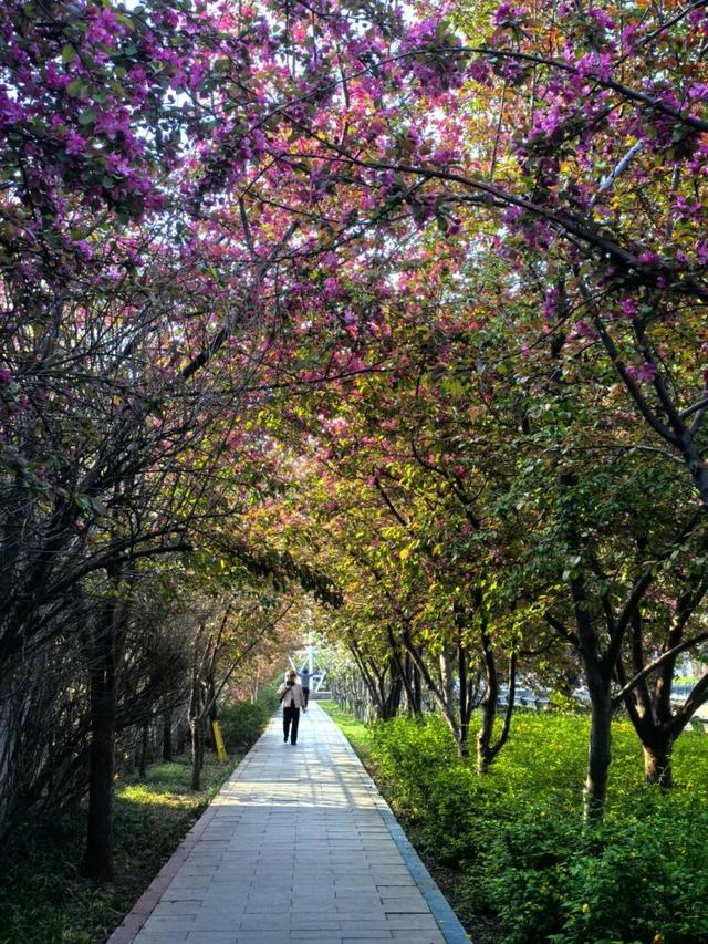 石家庄多条花街迎来观赏季