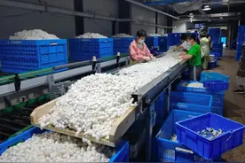 工厂养蚕：不吃桑叶吃“饼干”图片