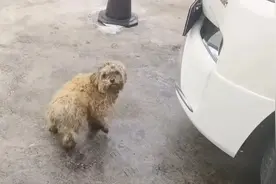 比熊犬被主人扔在服务区数月，每天靠捡食垃圾为生。看着令人心疼图片