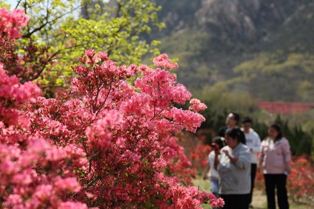 满山遍野的映山红