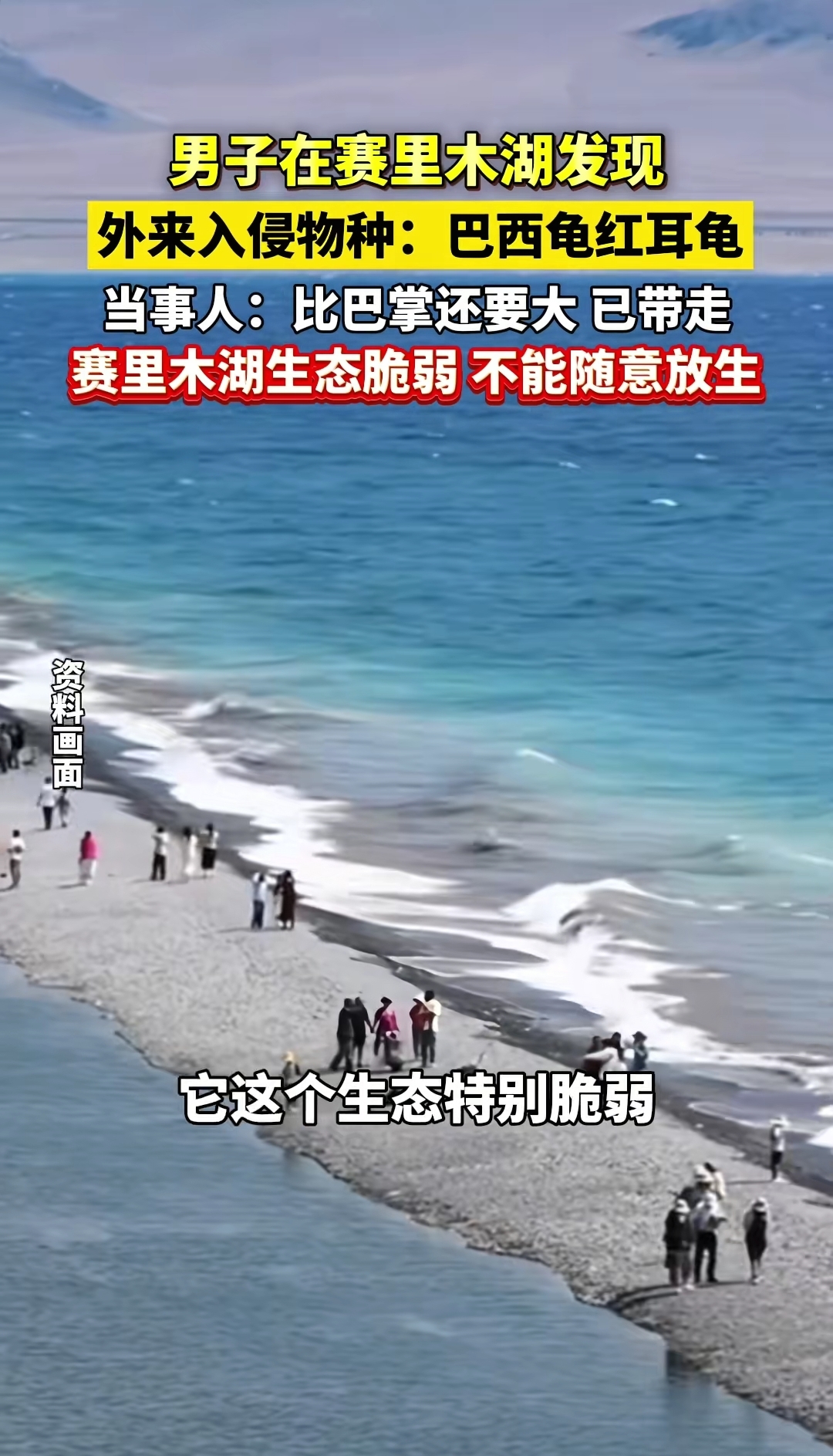 男子称在赛里木湖发现外来入侵物种(8 月 28 日,新疆博乐市一位游客在湖边石块旁,发现一只比巴掌还大的巴西红耳龟正缓慢爬行) 男子称在赛里木湖发现外来入侵物种(8 月 28 日,新疆博乐市一位游客在湖边石块旁,发现一只比巴掌还大的巴西红耳龟正缓慢爬行)
