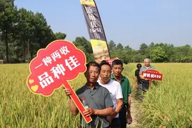 两季亩产可达1000公斤以上 新优品种“浙杭优820”促产增收图片