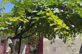 追求“金玉满堂”，院子再小都得种这4种树，老祖宗的话，要听！图片