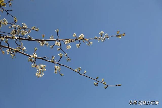 来石屏牛街赴一场与繁花的诗意之约~