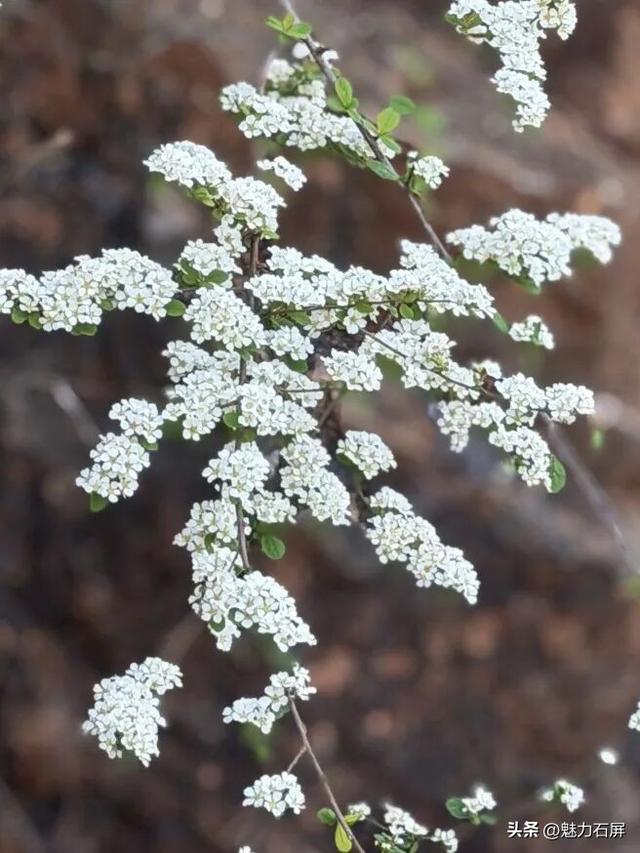来石屏牛街赴一场与繁花的诗意之约~