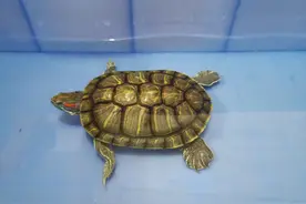 养龟频繁换水没有问题？龟就喜欢干净的水图片