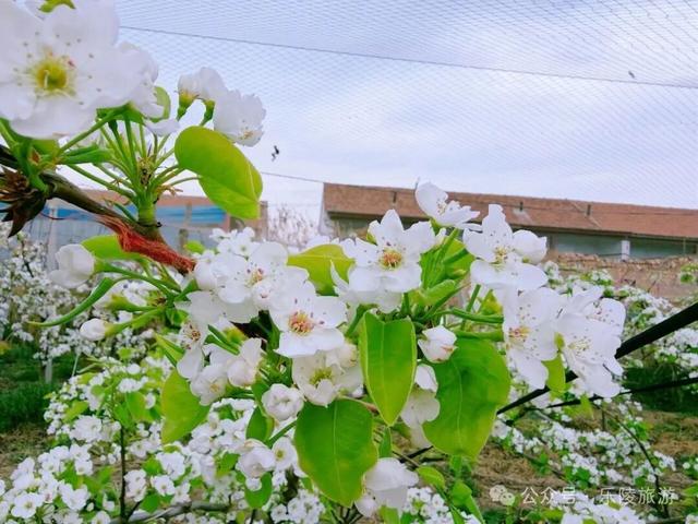 梨花又开放，铁营镇大白张村第三届梨花节邀您共赴春日盛宴！