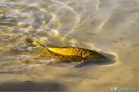 河北一钓鱼人，钓上一条“怪鱼”，野钓几十年还是第一次遇到！图片