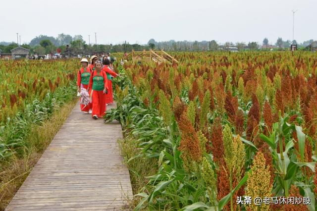五方村的高粱红了，正是拍照打卡时