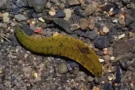 水蛭为什么能在人体内存活好几年，却无法寄生在鸡体内？图片