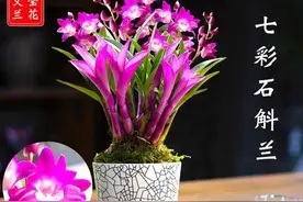 石斛，兰科植物，七彩石斛兰最受青睐图片