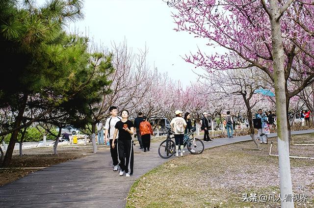 桃花源里的旅拍时光 滹沱河北岸美丽花廊掠影
