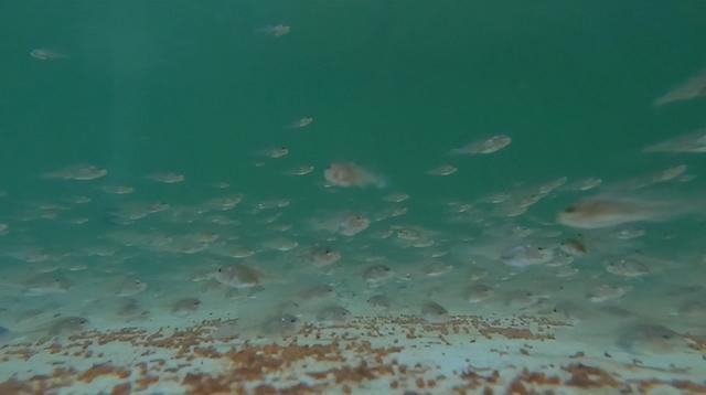 鳘鱼胶价格 2026年鳘鱼胶价格一般多少钱一斤