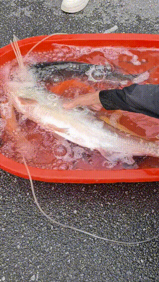 100多斤的翘嘴鱼 100多斤的翘嘴鱼多少钱