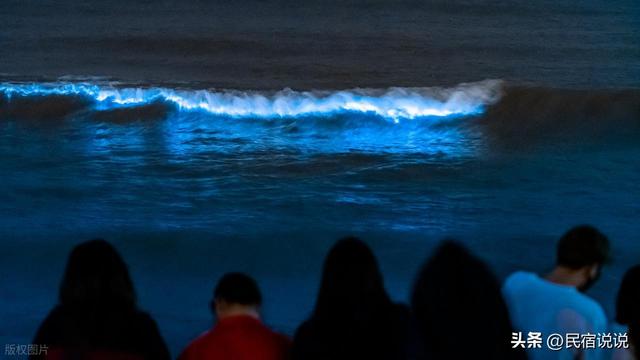 三月赏花季，天津现“蓝眼泪”奇观，你选哪个？