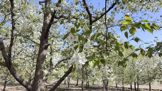 【白银文旅】梨花盛开，春日赴约！大庙村直接美成壁纸
