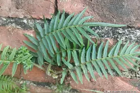 叶形像蜈蚣，人称“蜈蚣草”，在墙壁上就有，老人风湿骨痛就找它图片