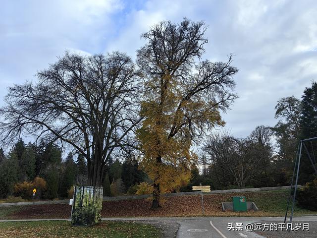 温哥华游记（一）