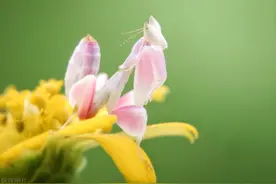 2000个成语，头尾接龙，妙绝了！图片