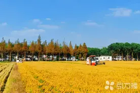 吴中新米即将上市图片