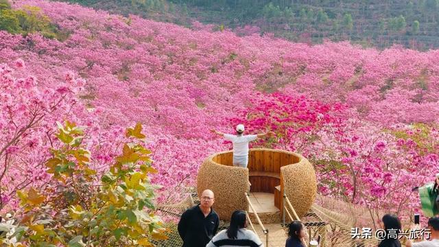 新会大泽绿美生态园太梦幻了，6000株紫花风铃开成童话花海