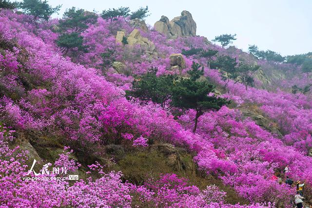 山东青岛：杜鹃花开