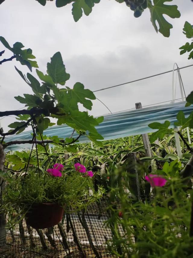 散文丨陈葶：闲情寄田园