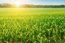 生肖 龙熬过最艰难的2023年，将会事事如意，好运连连，财源滚滚。图片