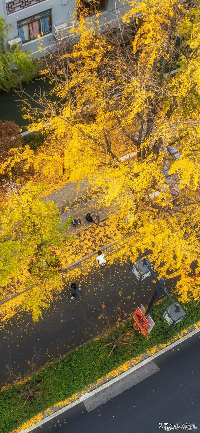 金色的苏州，开始了！