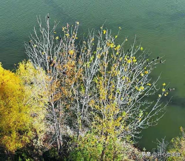 石家庄滹沱河开挂了！初冬美成油画，拍照还不要钱！