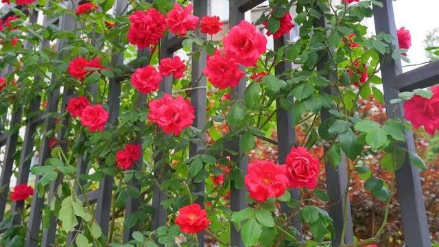 移步皆景！威远这里200多米的“花瀑布”藏不住了