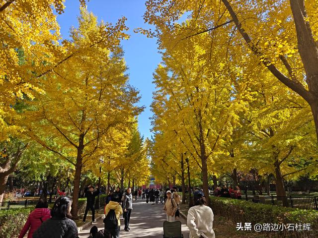 昔日皇家祭坛，今日大众踏秋——地坛秋日赏银杏