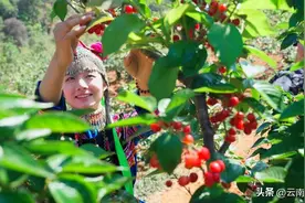 红了红了！#去楚雄武定吃樱桃啦图片
