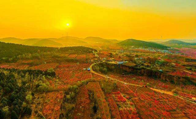 肥城桃花开成海 桃源春风醉若仙