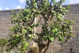 一盆养护了三十年的金枝玉叶，粗壮的枝干让人羡慕，怎么养的呢？图片