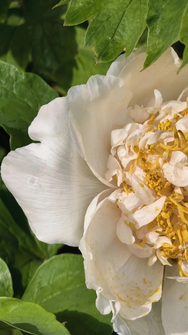 护航牡丹文化节丨黑的白的红的黄的紫的绿的蓝的