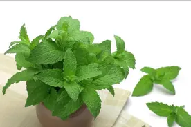 河北一老人用薄荷泡脚，半年后去医院检查，医生：你干了啥？图片