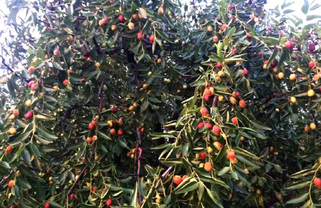 15岁入党，18岁和主席结婚，如今仍健在，却几乎不露面