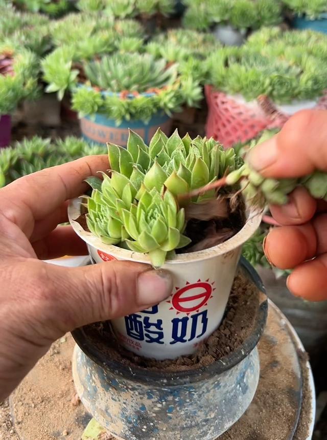 一定不要错过这5种花，沾土就活，皮实好看，懒人福音！