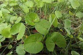 路边不起眼的野草，竟然是一道美味图片