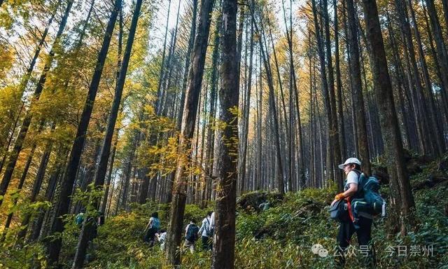 秋假去哪？崇州这些亲子游宝藏地不容错过