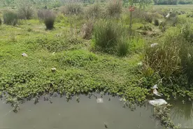 “五一”成都钓小龙虾火热，专家提醒野生小龙虾慎食，注意保护自然水域图片